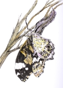 Papillon - 02